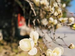 -北京鲁迅博物馆(北京新文化运动纪念馆鲁博馆区)