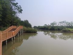 -大湾区中央湿地公园