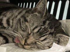 -纳吉亚猫专科动物医院·北北分院
