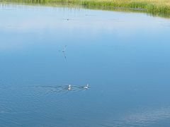 -野鸭湖国家湿地公园