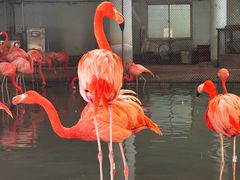 -石家庄市动物园