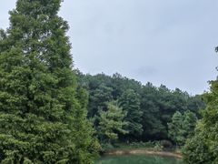 -铁山坪森林公园