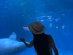 -海合安成都极地海洋公园