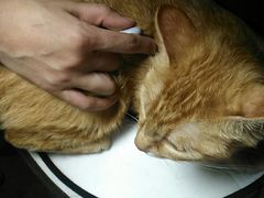 -喜多萌中农锦绣动物医院24H·猫科·牙科MRI·CT