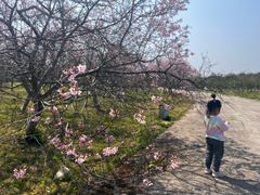-天适樱花悠乐园