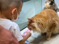 -藏猫猫咖啡主题馆(中央大道店)