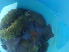 -泊石湾海滨浴场