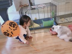 -momokira米努特·德文卷毛猫·棉花面纱犬