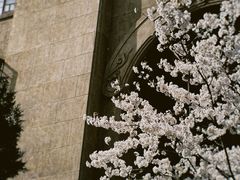 -武汉大学-樱园