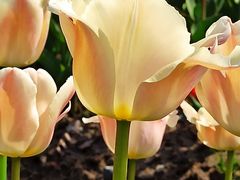 -大宁郁金香公园-停车场