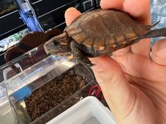 -灵龟之家百象馆(百象馆联合旗舰店)