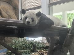 -成都动物园