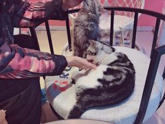 -藏猫猫咖啡主题馆(中央大道店)