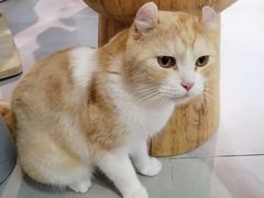 -Heymao猫咖.咖啡厅(东门店)