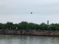 -三垟湿地