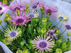 -金陵花卉交易市场