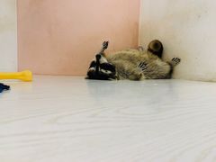 -浣熊柯尔鸭土拨鼠·电玩咖
