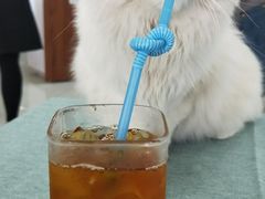 -鼓捣猫呢主题猫咖店