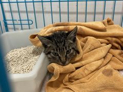 -美联众合动物医院(·中兽医·疑难杂症·严家桥分院)