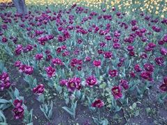 -长春公园(普阳街道)