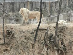 -石家庄市动物园