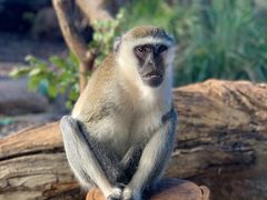 -威勒比开放式动物园