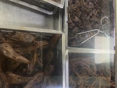 -金丹酱板鸭营业厅(紫缘路店)