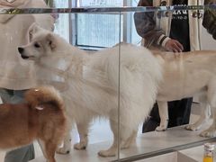 -共舞时光猫咖·狗咖(新街口店)