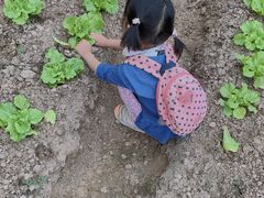 -前小桔亲子创意农场·草莓采摘·露营烧烤