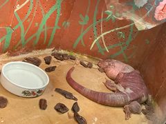 -上海大自然野生昆虫馆(东方明珠·爬宠昆虫探索中心)