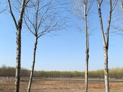 -东郊湿地公园