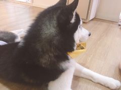 -Husky Go! 哈士奇体验馆·宠物咖啡厅狗咖