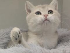 -lincat·猫舍(广州店)