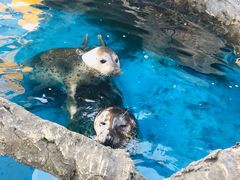 -华夏文旅海洋公园