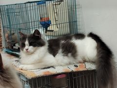 -楼上猫咖(罗湖店)