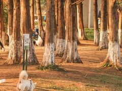 -白鹭湾湿地公园