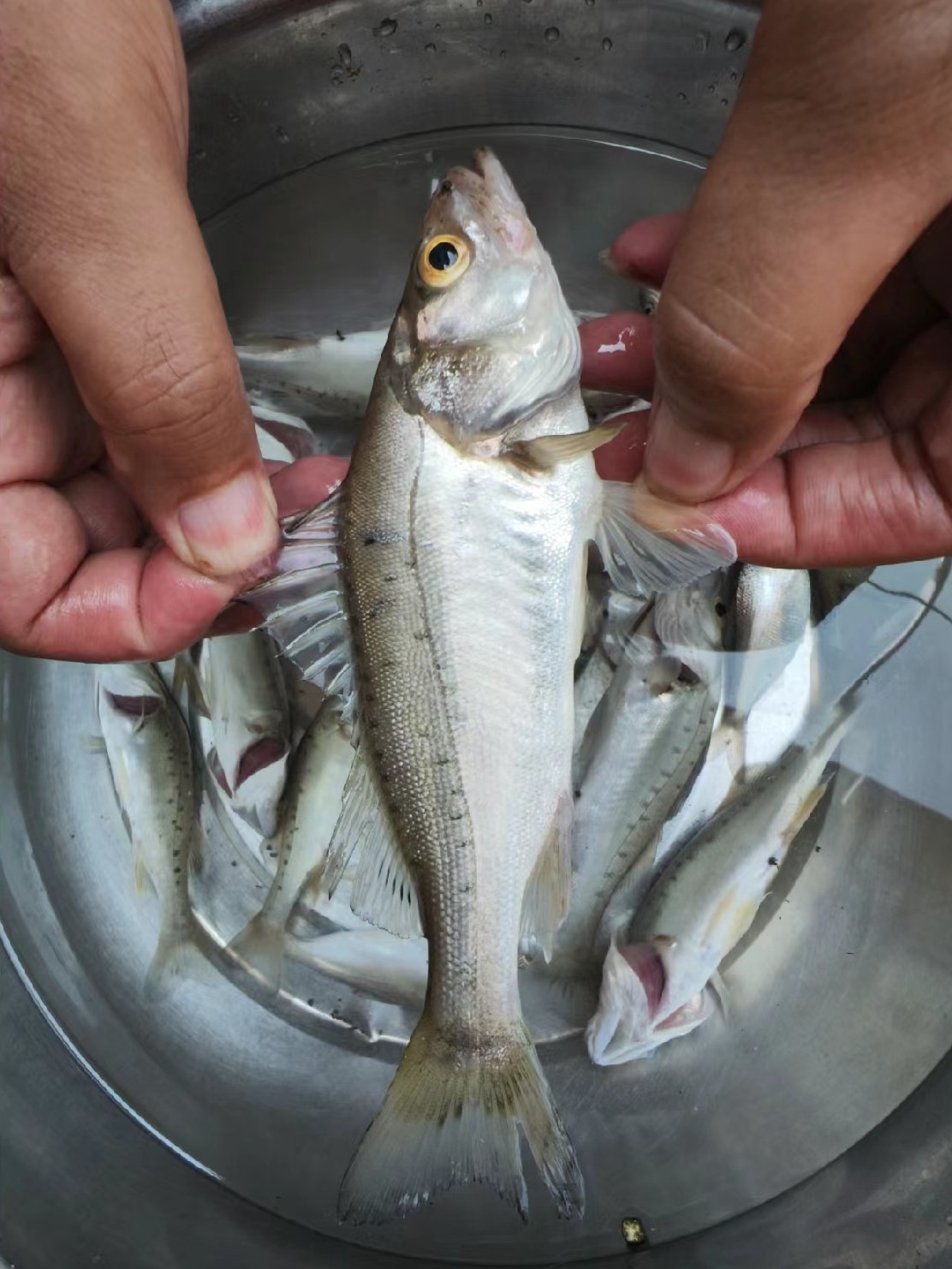 当地人叫寨花鱼,猜猜这是什么鱼