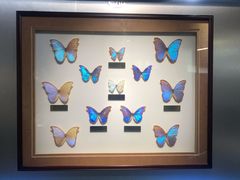 -上海昆虫博物馆