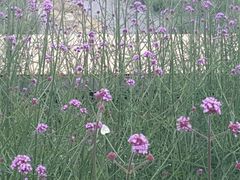 -紫颐香薰山谷景区