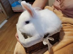 -猫猫幼稚园·撸猫·桌游·电玩