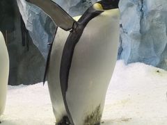 -帝企鹅自助餐厅•儿童岛•真企鹅(长隆企鹅酒店)