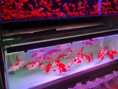 -华声天桥民俗文化园