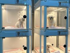 -翊宠yipet猫狗购宠庄园犬舍•猫舍