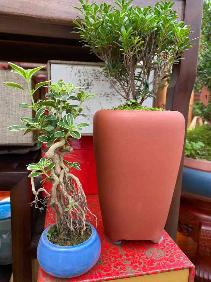 朱雀花卉美居市场-"以前住在附近,没事就去逛逛,现在离得远了.