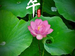 -荷塘月色湿地公园·向阳花洲