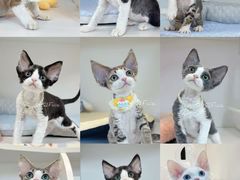 -车接车送·寄养洗护·德文猫舍(大宁店)