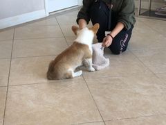 -多乐狗狗宠物训练工作室