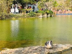 -靖西鹅泉风景区
