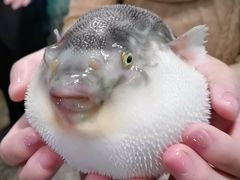 -肆月河豚·淮扬菜·湘菜(华天店)