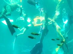 -海棠湾洲际-涛·海底餐厅·美人鱼·自助餐·海底隧道